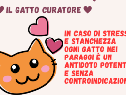 Il gatto curatore