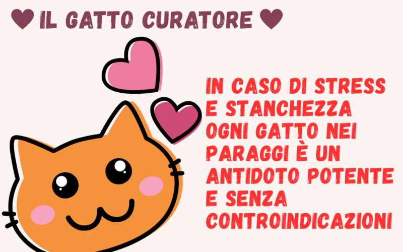 Il gatto curatore